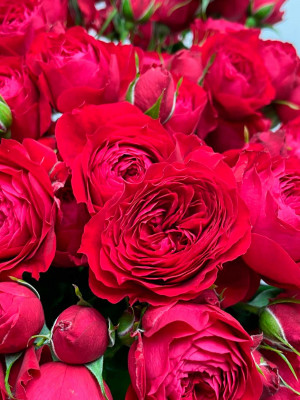 Цветы поштучно: Роза «Скарлет деменшен»
